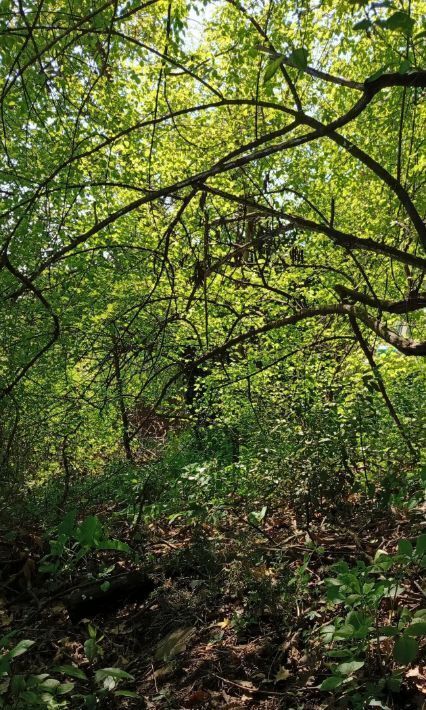 земля г Сочи р-н Центральный снт Бриз фото 2