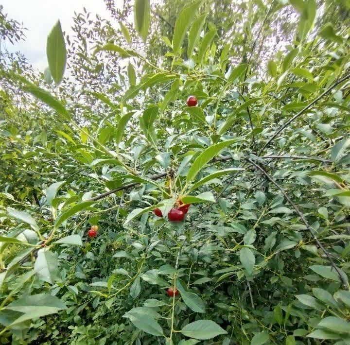 дом г Екатеринбург р-н Чкаловский снт Приисковый-9 50 фото 14