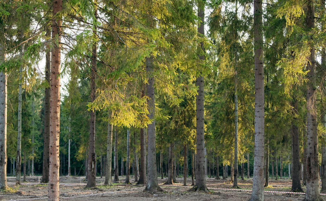 земля г Клин 54 км, эко-посёлок Ели эстейт, Новопетровское, Ленинградское шоссе фото 12