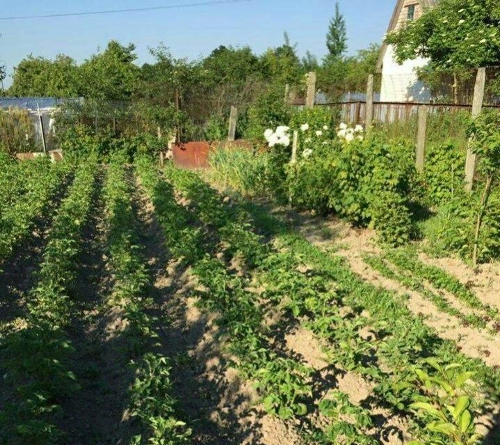 дом р-н Гурьевский г Гурьевск снт Заря фото 2