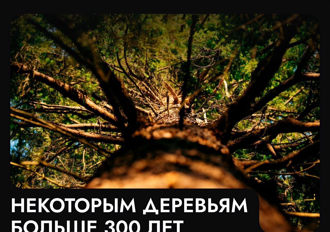 земля г Клин 54 км, эко-посёлок Ели эстейт, Новопетровское, Ленинградское шоссе фото 9