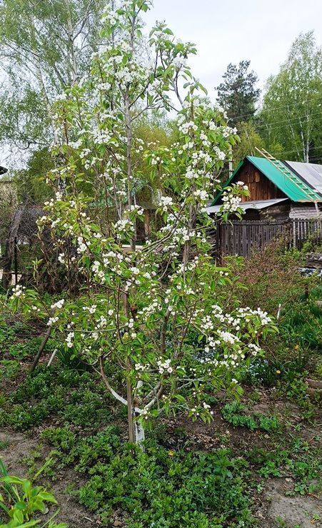 дом г Барнаул с Лебяжье р-н Центральный ул Школьная 153 фото 19