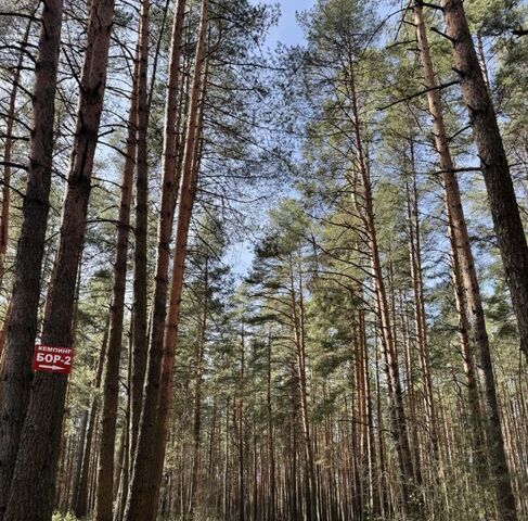 д Носово ул Лесная фото