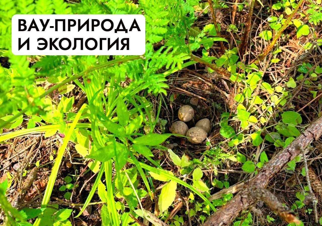 земля г Клин 54 км, эко-посёлок Ели Эстейт, Новопетровское, Ленинградское шоссе фото 30