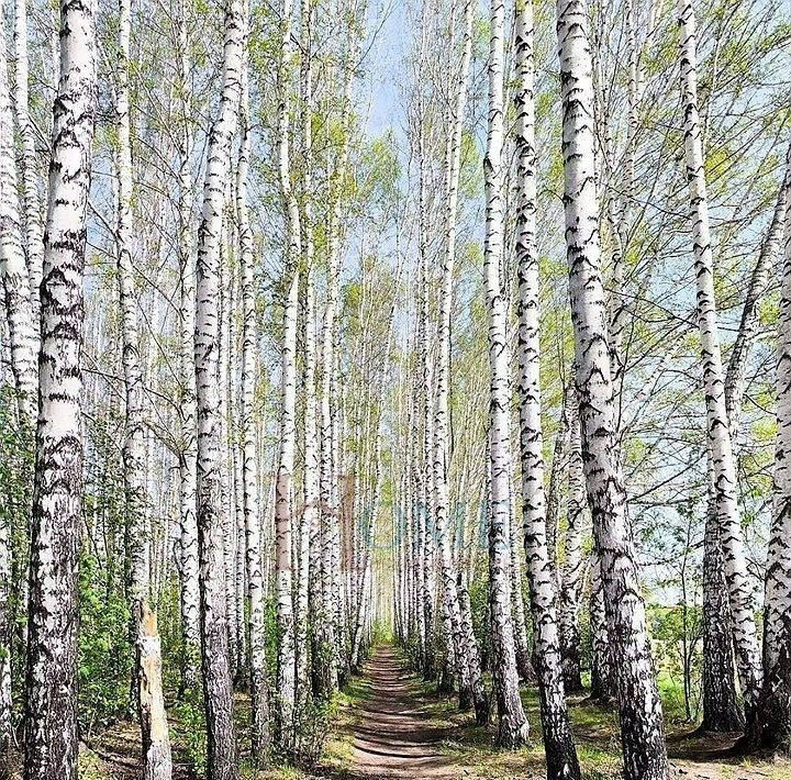 квартира г Новосибирск ул Николая Сотникова 14 Площадь Маркса фото 21