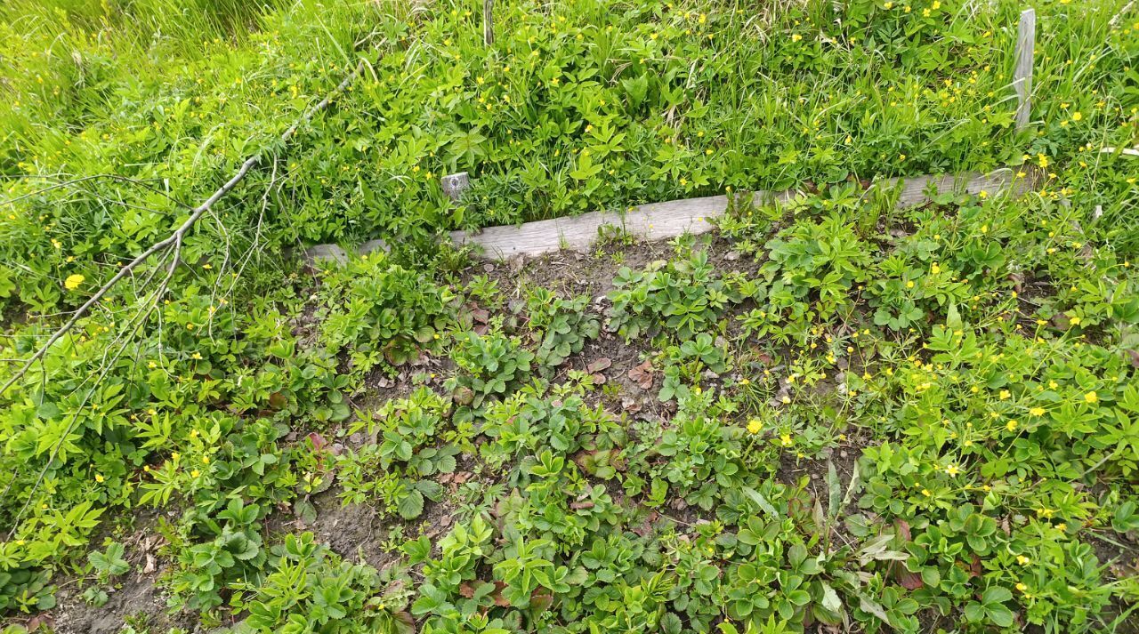 дом г Сосновый Бор снт Рябина Рябовское городское поселение, Рябово-Хутора садоводческий массив, 2-я линия, Тосненский район фото 32