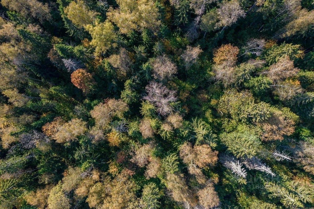 земля г Истра Нордик форест кп фото 8