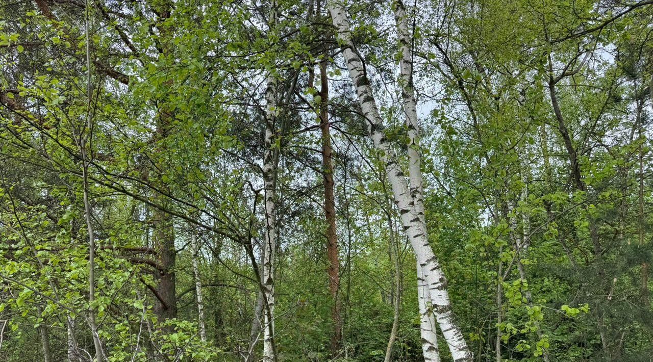 офис городской округ Богородский г Электроугли Железнодорожная фото 1