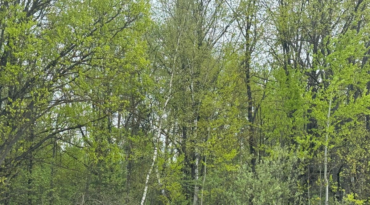 офис городской округ Богородский г Ногинск ул Московская фото 4