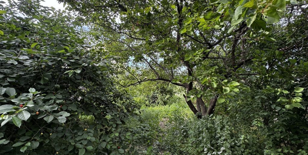 земля г Махачкала р-н Кировский ул Камалова 25 фото 22