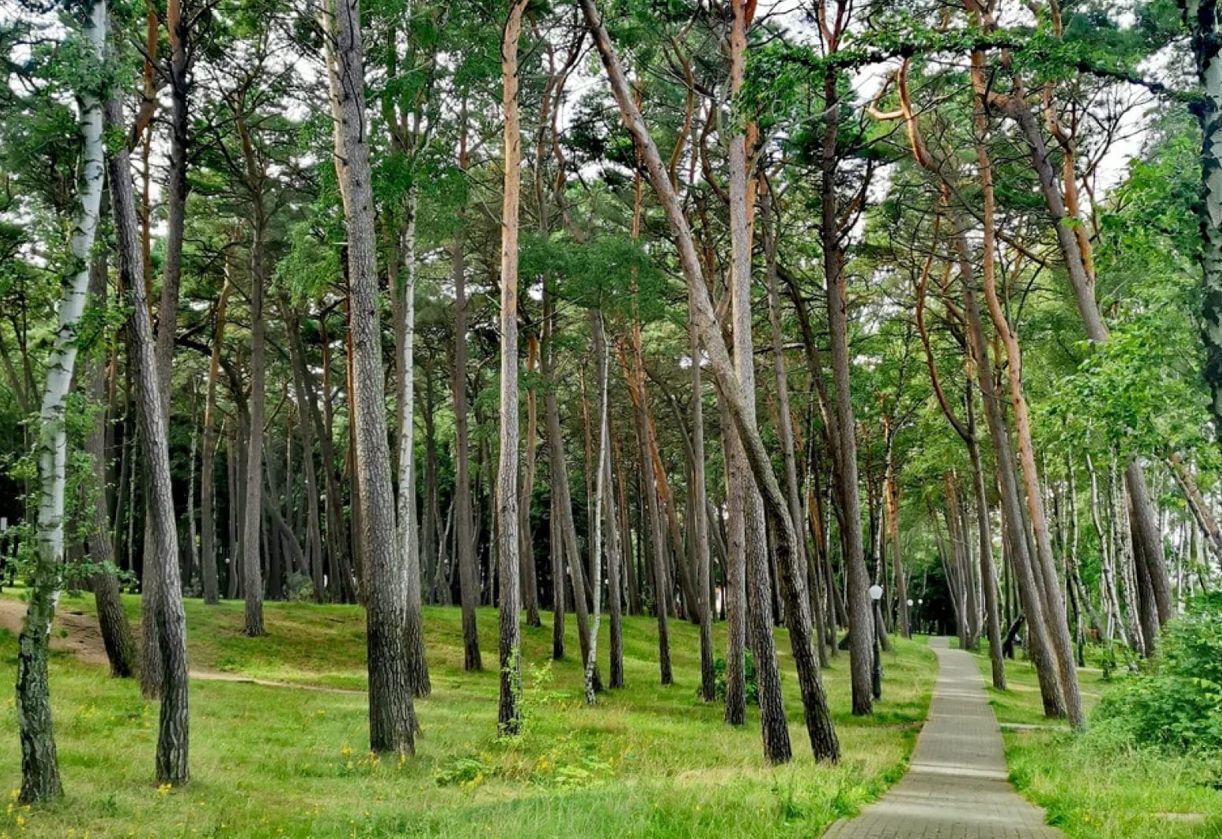 квартира г Пионерский ул Рензаева 4 фото 8