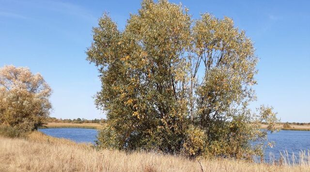 с Носины ул Центральная 60а Моршанский муниципальный округ фото