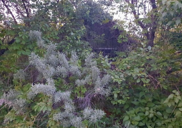 68 км, г. о. Воскресенск, Новорязанское шоссе, СНТ Восход фото