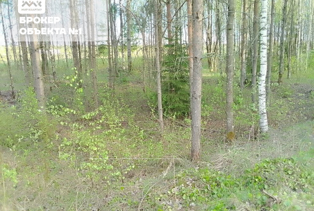 земля р-н Всеволожский г Всеволожск ул Новая Улица Дыбенко фото 3