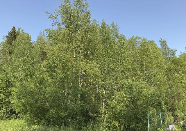 снт Галант Трасса Вологда — Новая Ладога, Тихвинское городское поселение, Тихвин фото