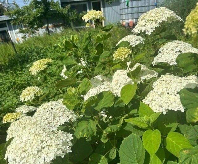 дом р-н Зеленодольский г Зеленодольск ул Новая фото 17
