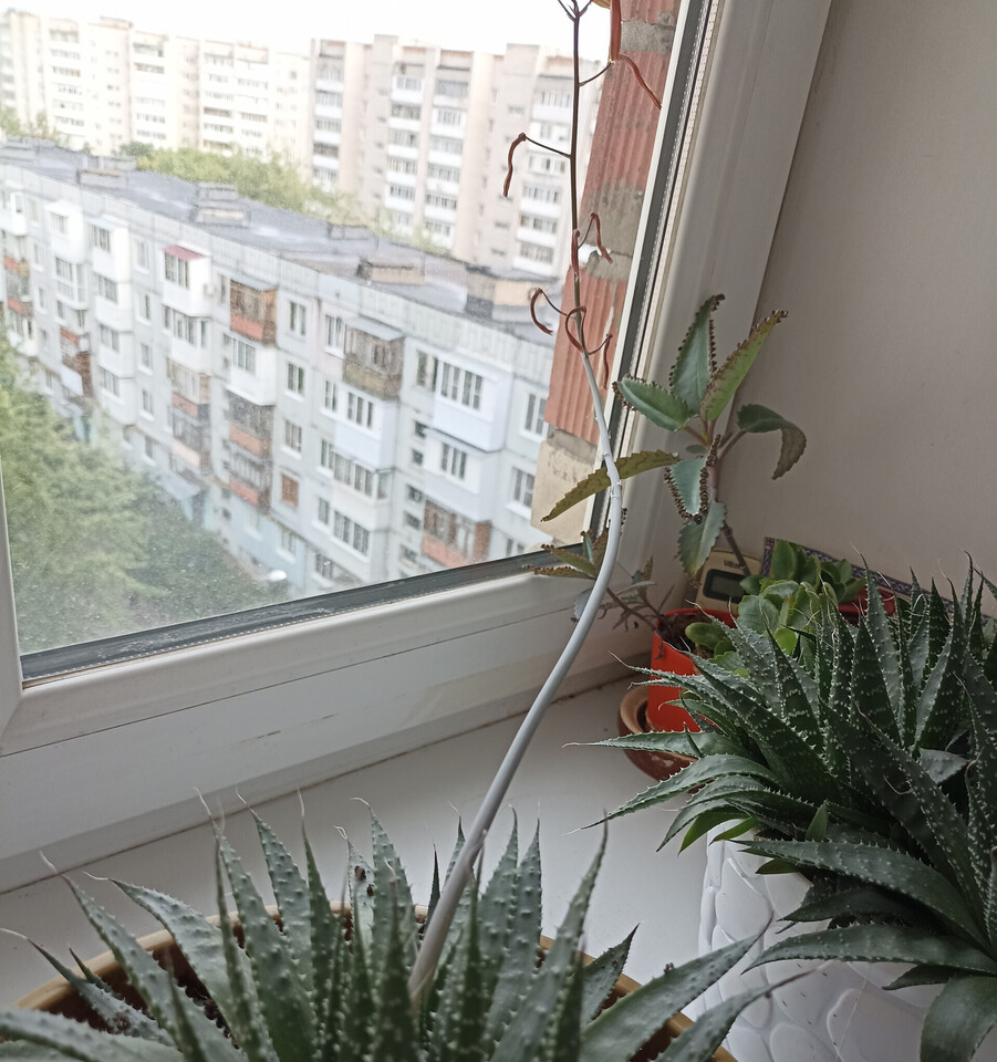 квартира г Дзержинск ул Буденного пр-кт Ленинского Комсомола 37 фото 19