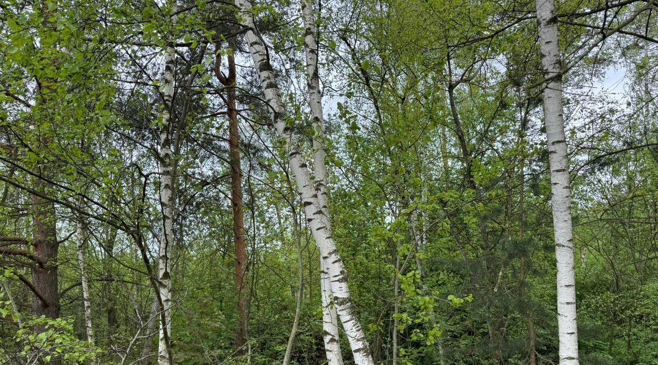 офис городской округ Богородский г Электроугли Железнодорожная фото 2