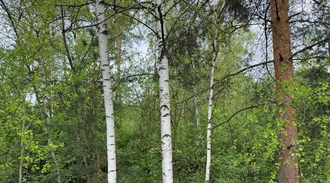 офис городской округ Богородский г Электроугли Железнодорожная фото 3