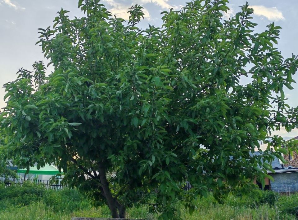 земля г Дзержинск Дачный тер., ул. Дачная, 25 фото 2