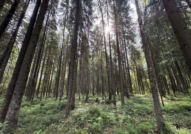 земля д Сарженка Приозерское шоссе, 11 км, Юкковское сельское поселение, дачное некоммерческое партнёрство Лесной Хутор, 231, Агалатово фото