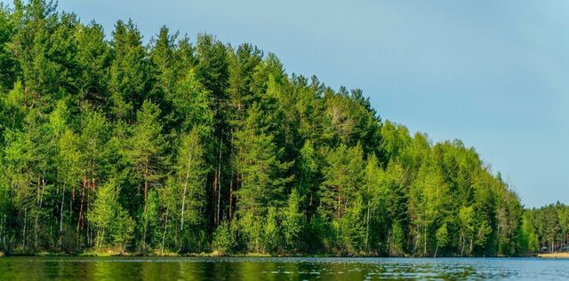 Колтушское городское поселение, Крокусы кп фото