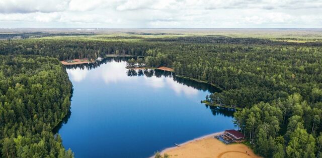 Колтушское городское поселение, Крокусы кп фото
