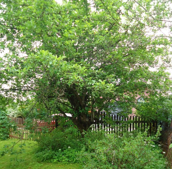 дом городской округ Богородский г Ногинск снт тер.Березка (Воровского) 208 фото 19