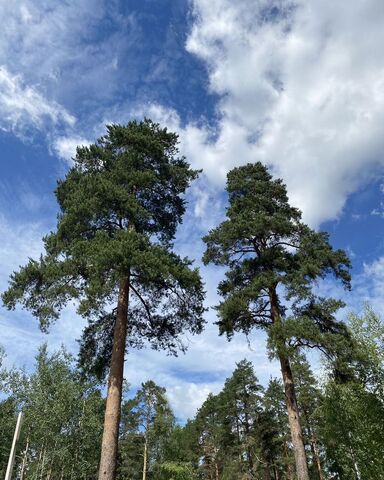 Мельничный Ручей Дорога жизни, 8 км, Всеволожское городское поселение фото