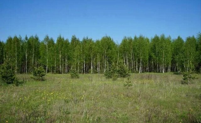 48 км, СНТ Лужки, Можайское шоссе фото