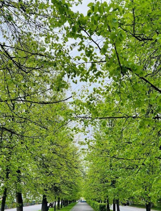 квартира г Кемерово р-н Центральный наб Притомская 13 фото 17
