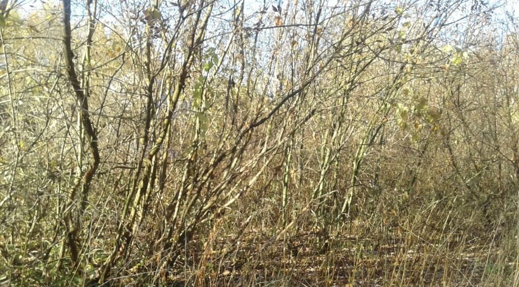 земля г Раменское снт тер.Энтузиаст 217, Электросталь городской округ фото 2