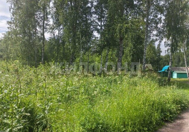 земля Бердское шоссе, НСТ Черёмушки фото