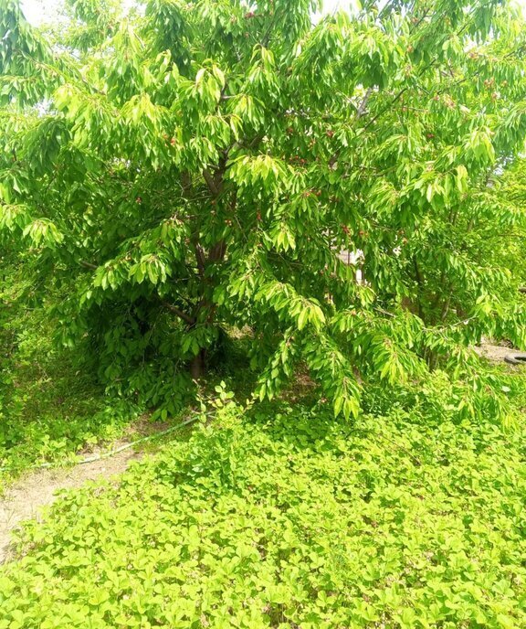 дом г Волгоград снт Авиатор Ерзовское городское поселение, 1-я улица, Городищенский район фото 9