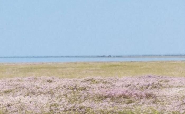 земля г Евпатория пгт Новоозерное ул Сосновая фото 1