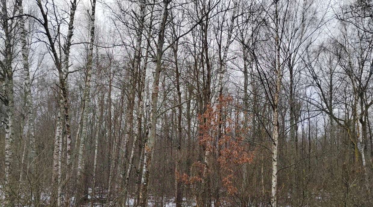 офис г Чехов фото 2