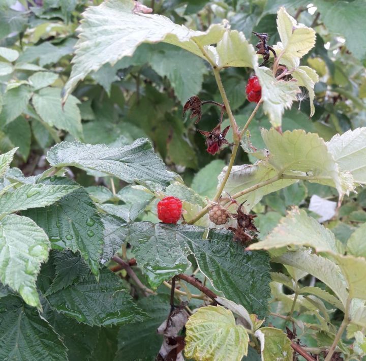 земля г Якутск ул Ойунского 8 фото 12