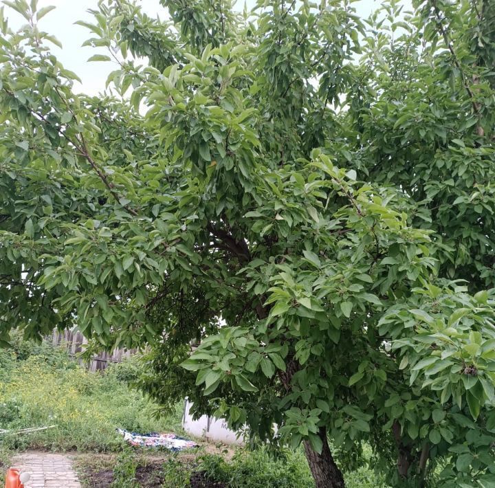 дом г Омск р-н Советский снт Дары Сибири аллея 29-я, 30 фото 4