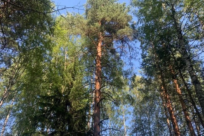 земля р-н Всеволожский г Всеволожск Мурманское шоссе, 13 км, Всеволожское городское поселение, территория СОСН Раздолье фото 3