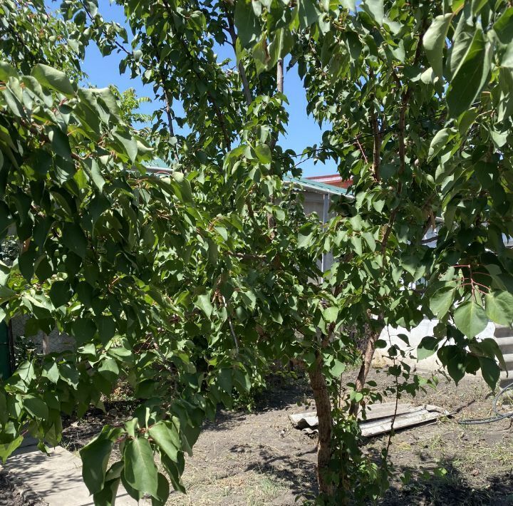 дом г Черкесск ул Любови Шевцовой 11 фото 7