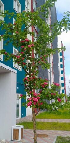 квартира р-н Московский дом 6 фото