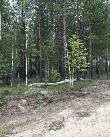 межселенные территории Сургутского муниципального района, СНТ Сурмятино, ул. Булгакова, Тюменская обл., Сургут фото