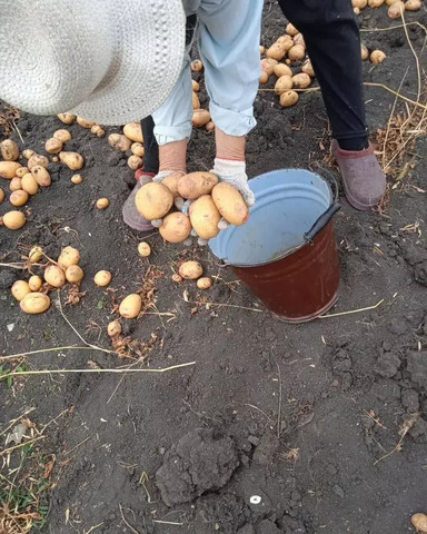 снт Джинал Ясная Поляна фото