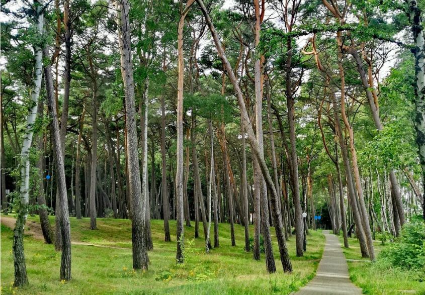 квартира г Пионерский ул Рензаева 4 ЖК Парад фото 8