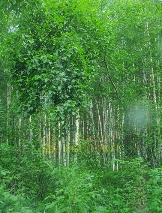 земля г Дегтярск ул Зубарево фото 3