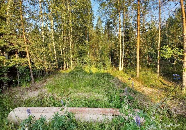 Выборгское шоссе, 33 км, Рощинское городское поселение, СНТ Скиф, 1-й Квантовый пр фото