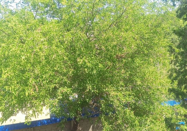 земля с Старый Бавтугай Зубутли-Миатли фото
