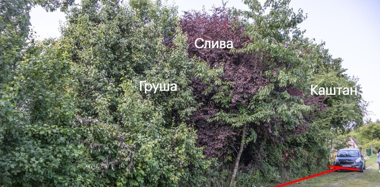 земля р-н Зеленоградский г Зеленоградск снт Сосновка фото 2