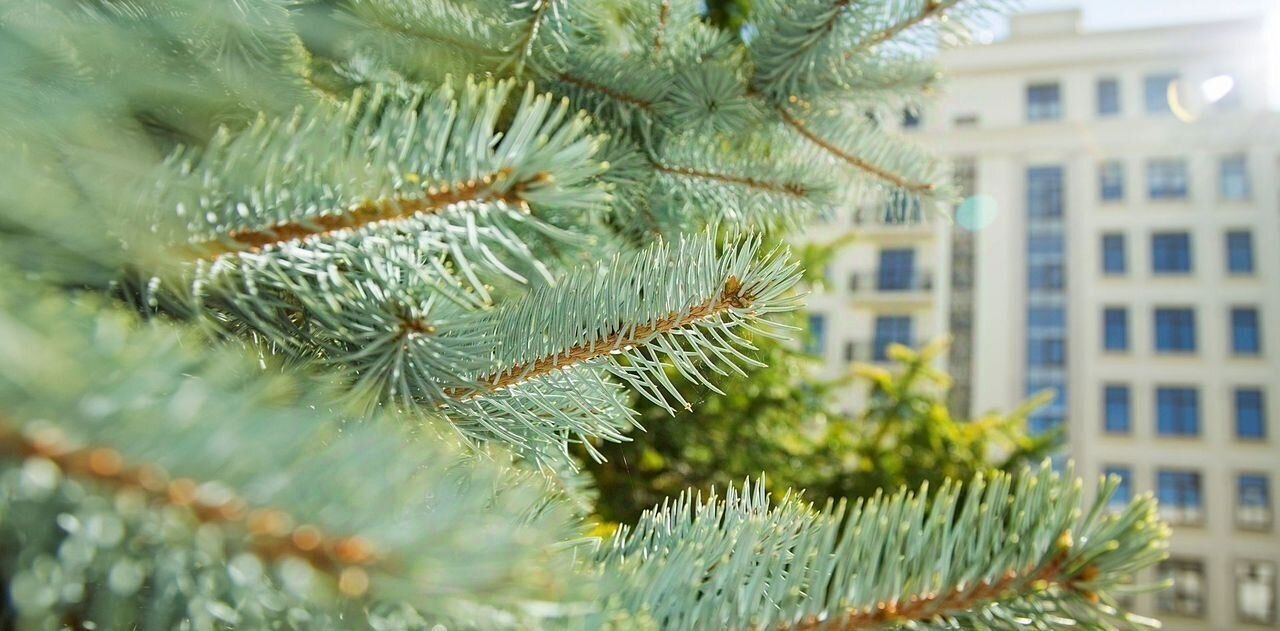 квартира г Новосибирск Заельцовская ул Победы 55/1 фото 23