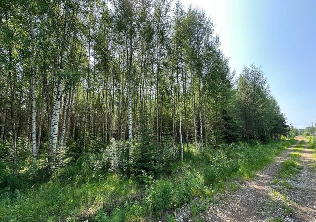 д Подберезы Шиховское сельское поселение, Киров фото